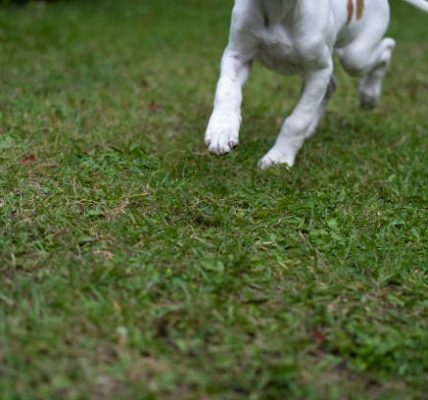 Top Tips for Artificial Grass Installation Near Me