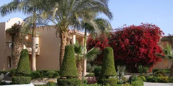 Trends and Patterns Spotted in Recent Westgate Resorts Reviews